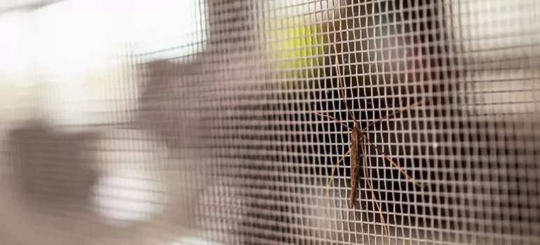 Repair Mosquito Mesh For Windows in Miami Lakes, FL
